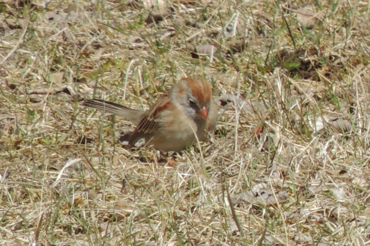 Field Sparrow - ML95107741