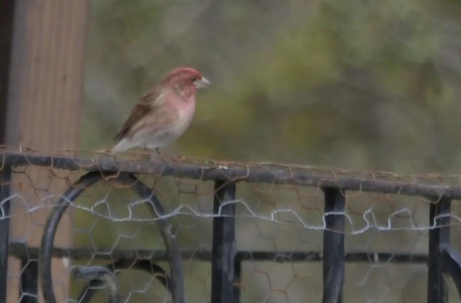 Purple Finch - ML95109941