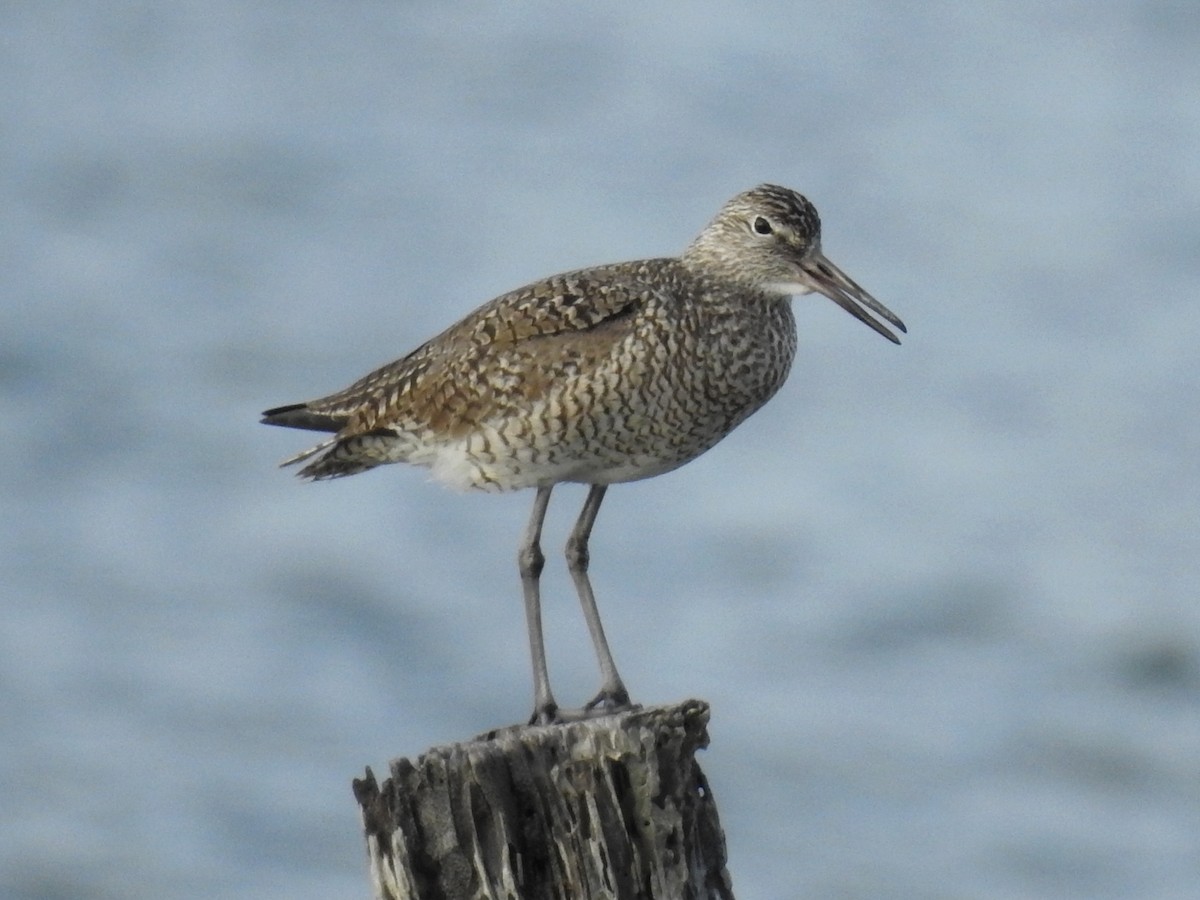 Willet - ML95111211