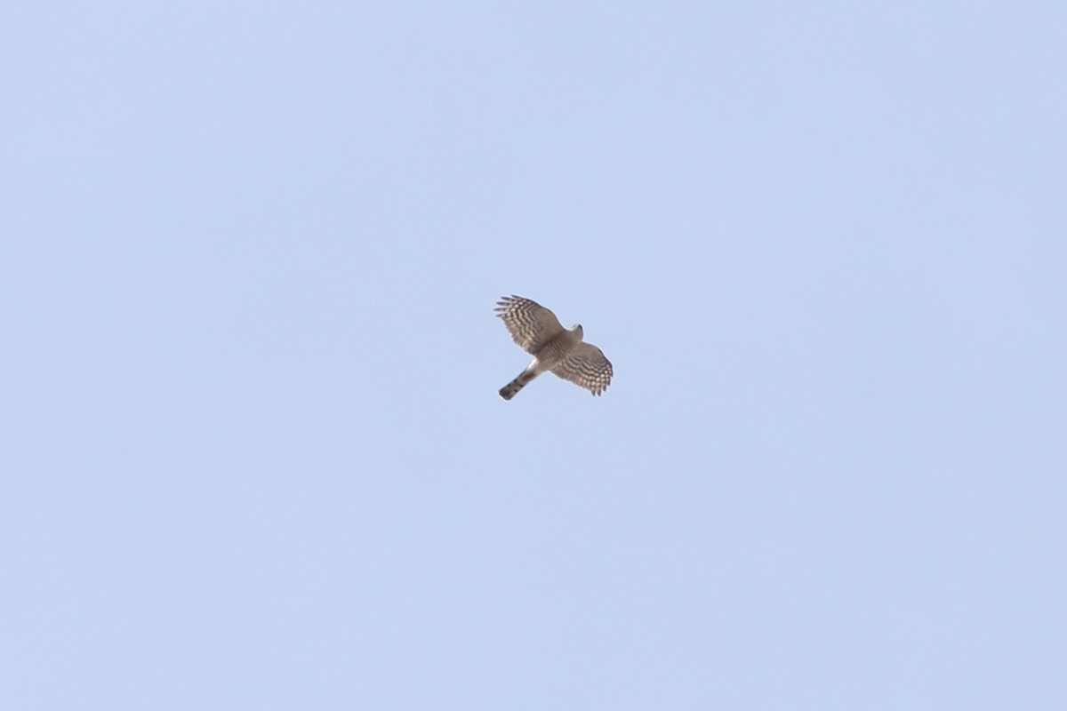 Sharp-shinned Hawk - ML95111771