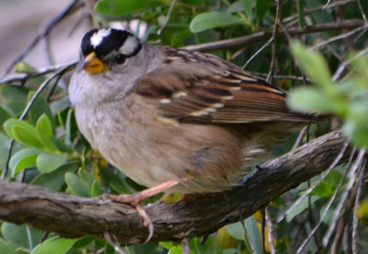 Bruant à couronne blanche - ML95113931