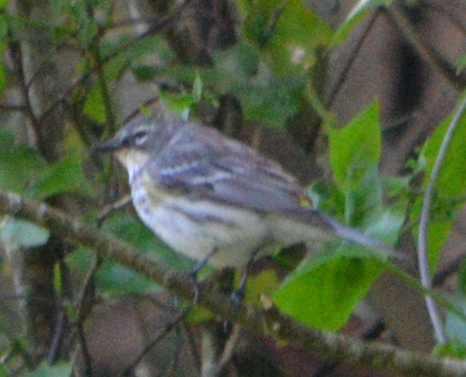 Yellow-rumped Warbler - Margaret Merar