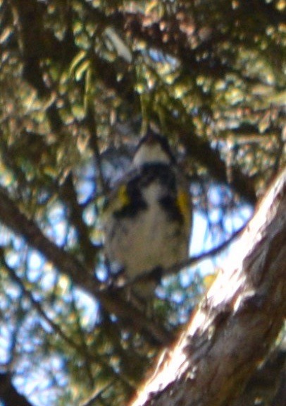 Yellow-rumped Warbler - Margaret Merar