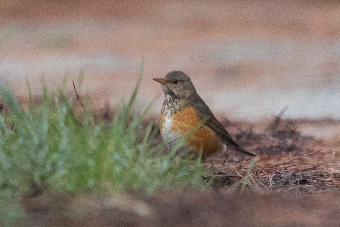 Gray-backed Thrush - Yann Muzika