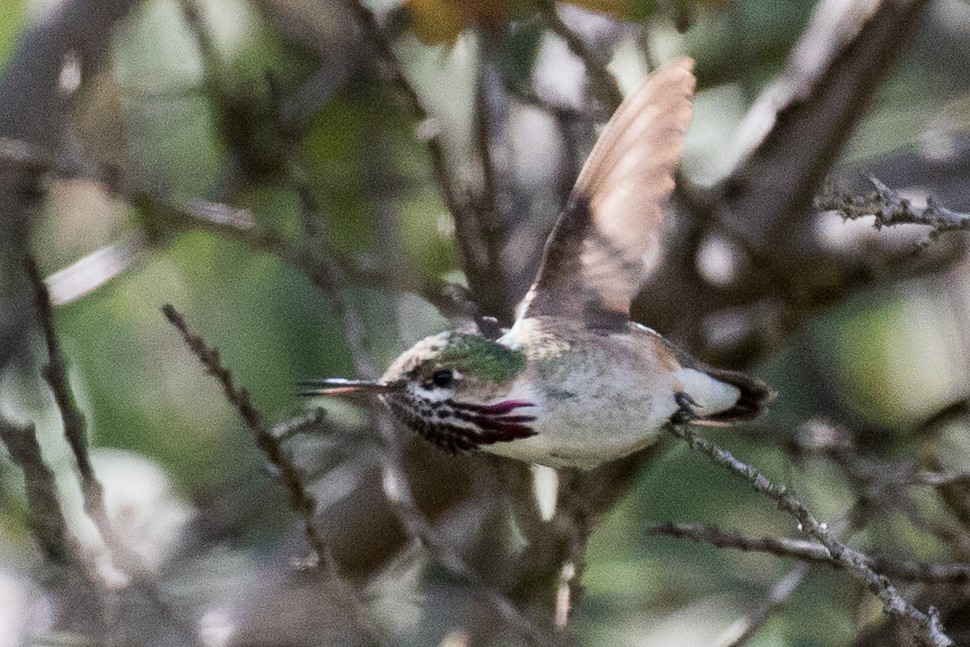 Calliope Hummingbird - Garrett Lau