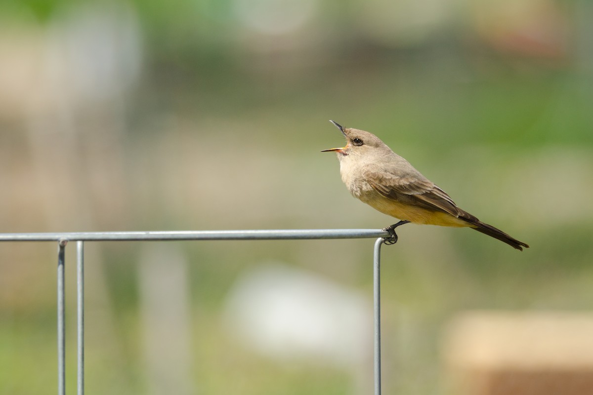 Say's Phoebe - ML95118131