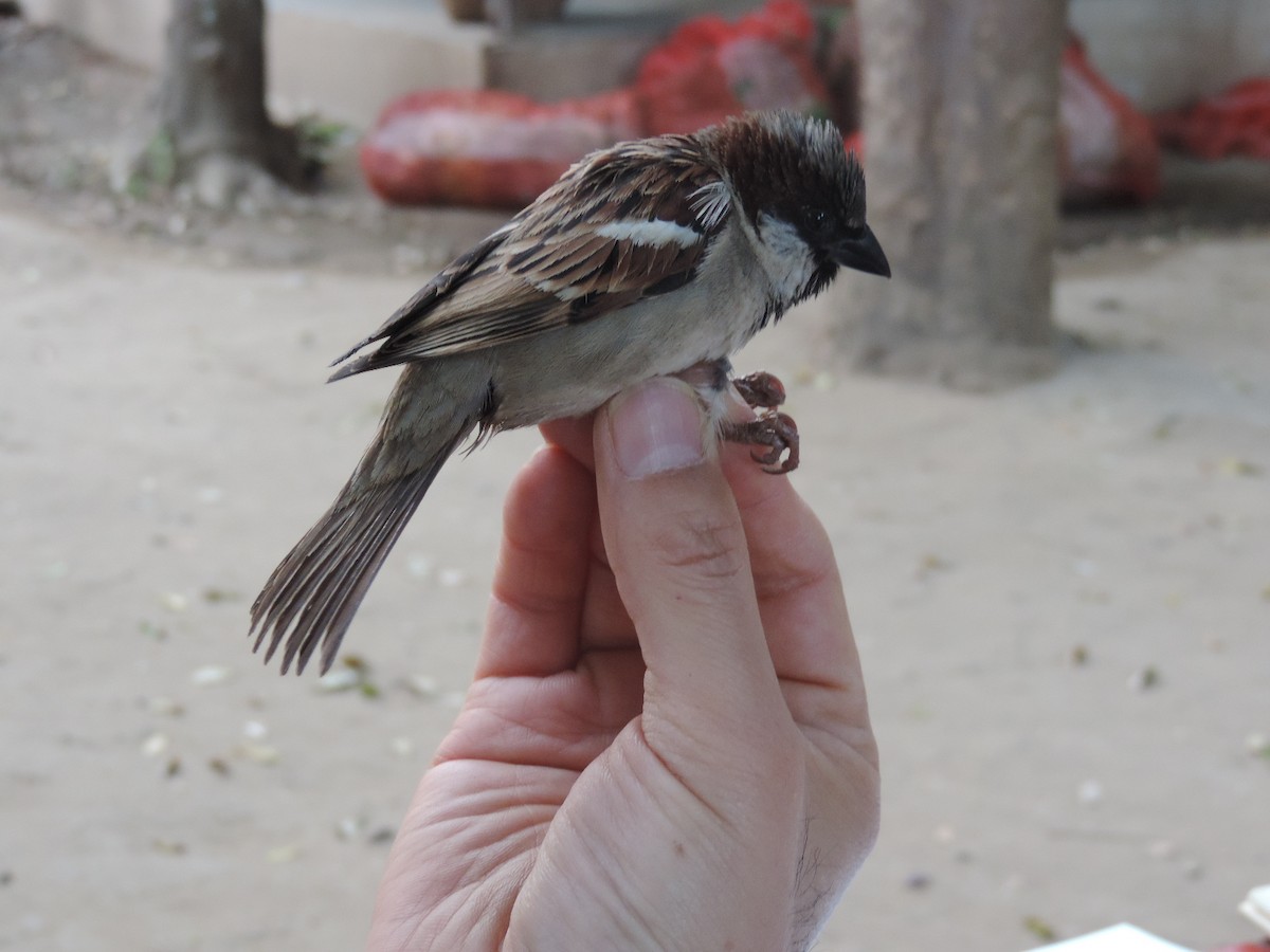 House Sparrow - ML95118611