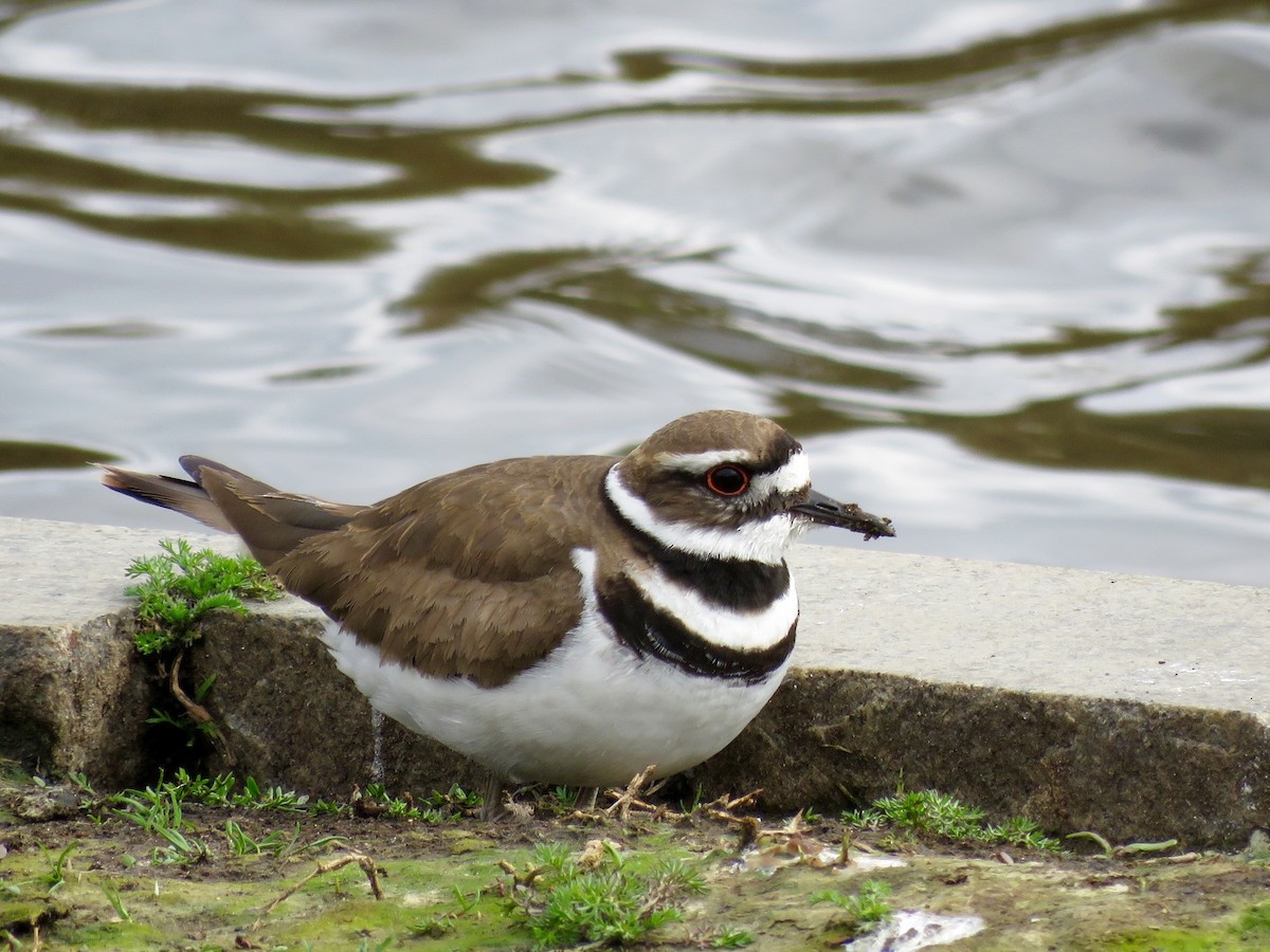 Killdeer - ML95121531