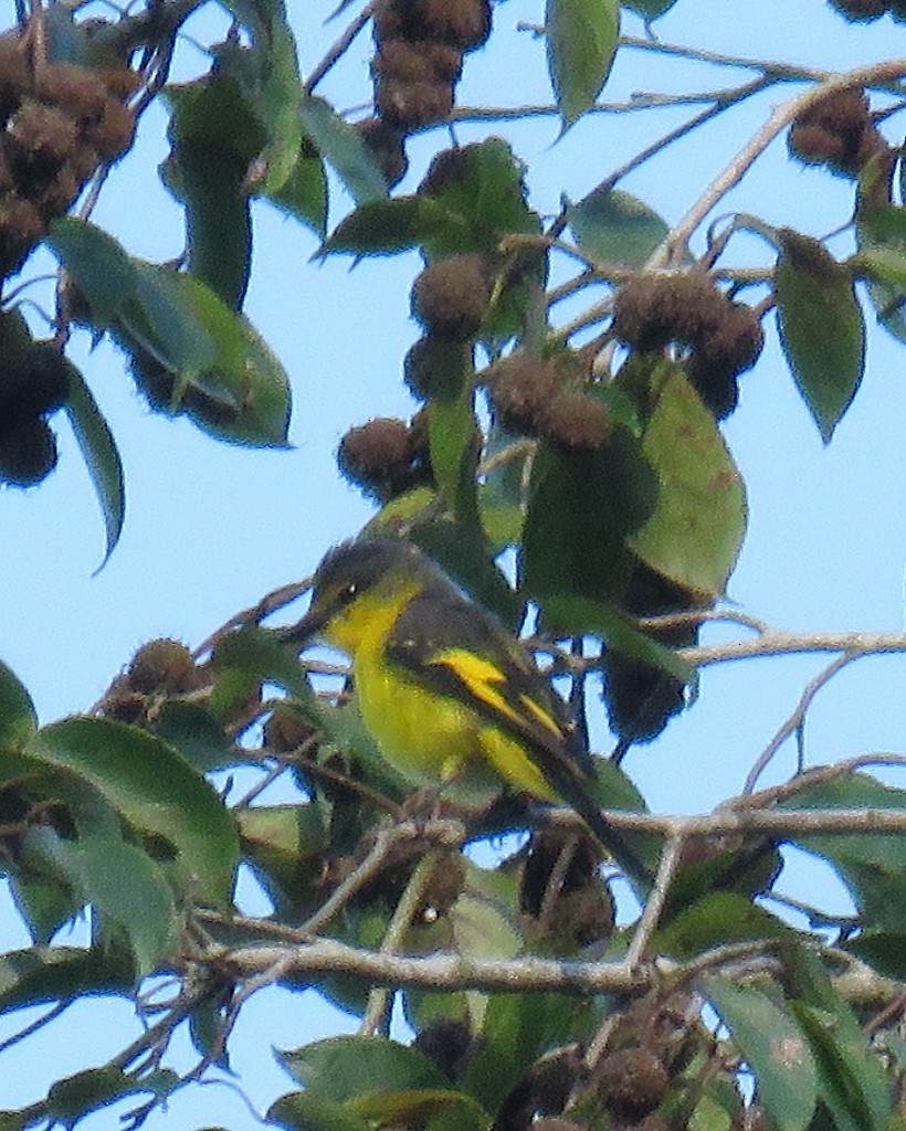 Scarlet Minivet - steve jones