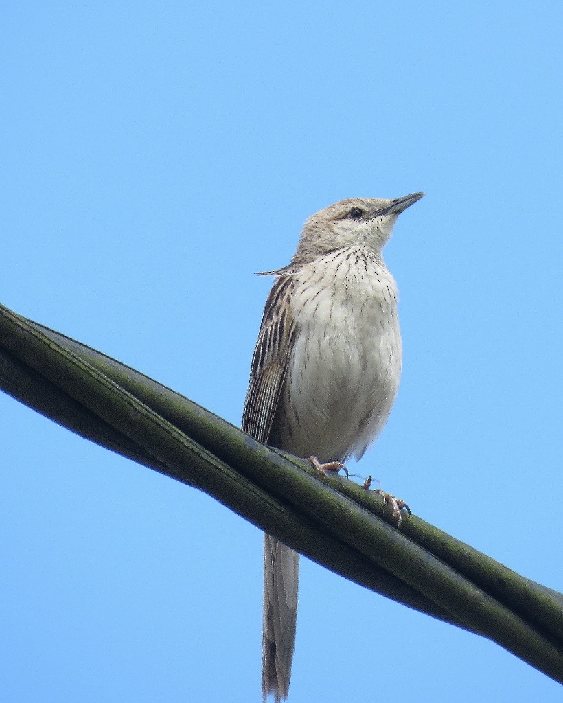 Striated Grassbird - steve jones