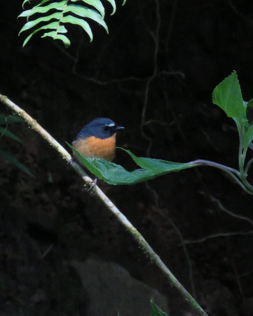 Snowy-browed Flycatcher - steve jones