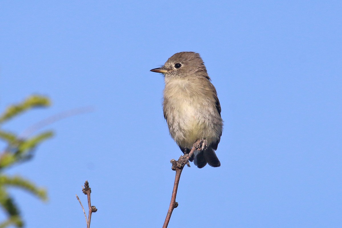 Gray Flycatcher - ML95124551