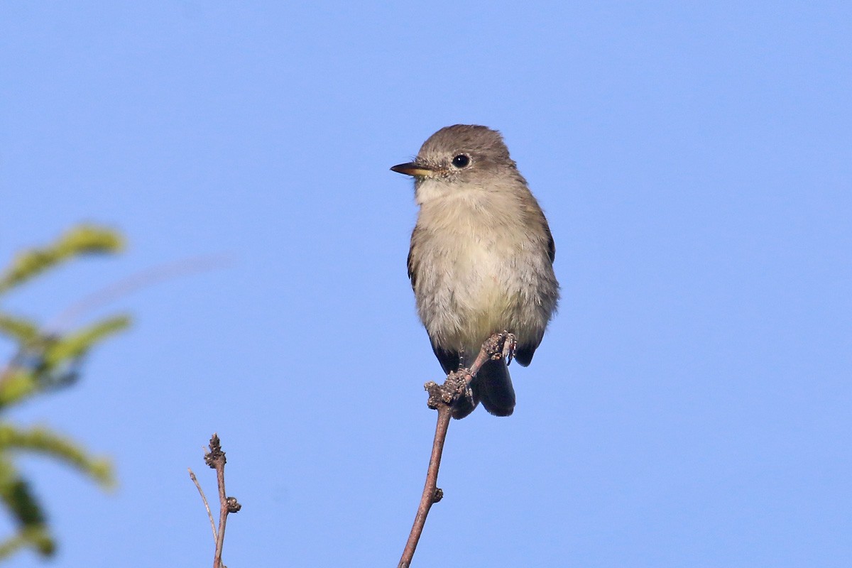 Gray Flycatcher - ML95124561