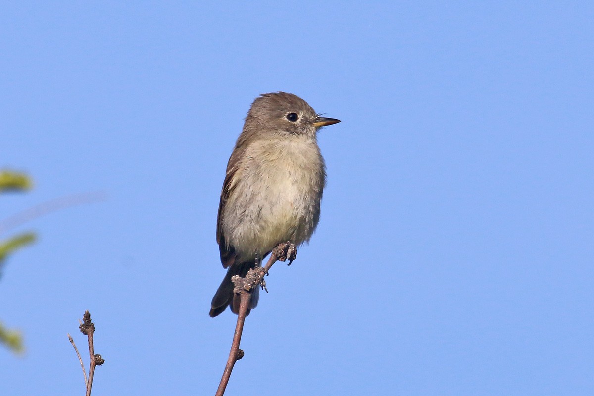 Gray Flycatcher - ML95124571