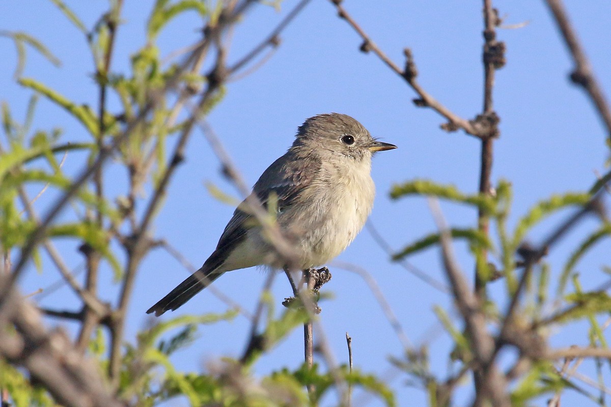 Gray Flycatcher - ML95124581