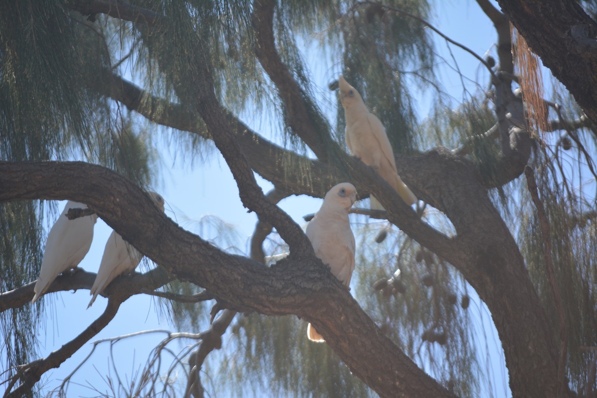 Little Corella - ML95124791