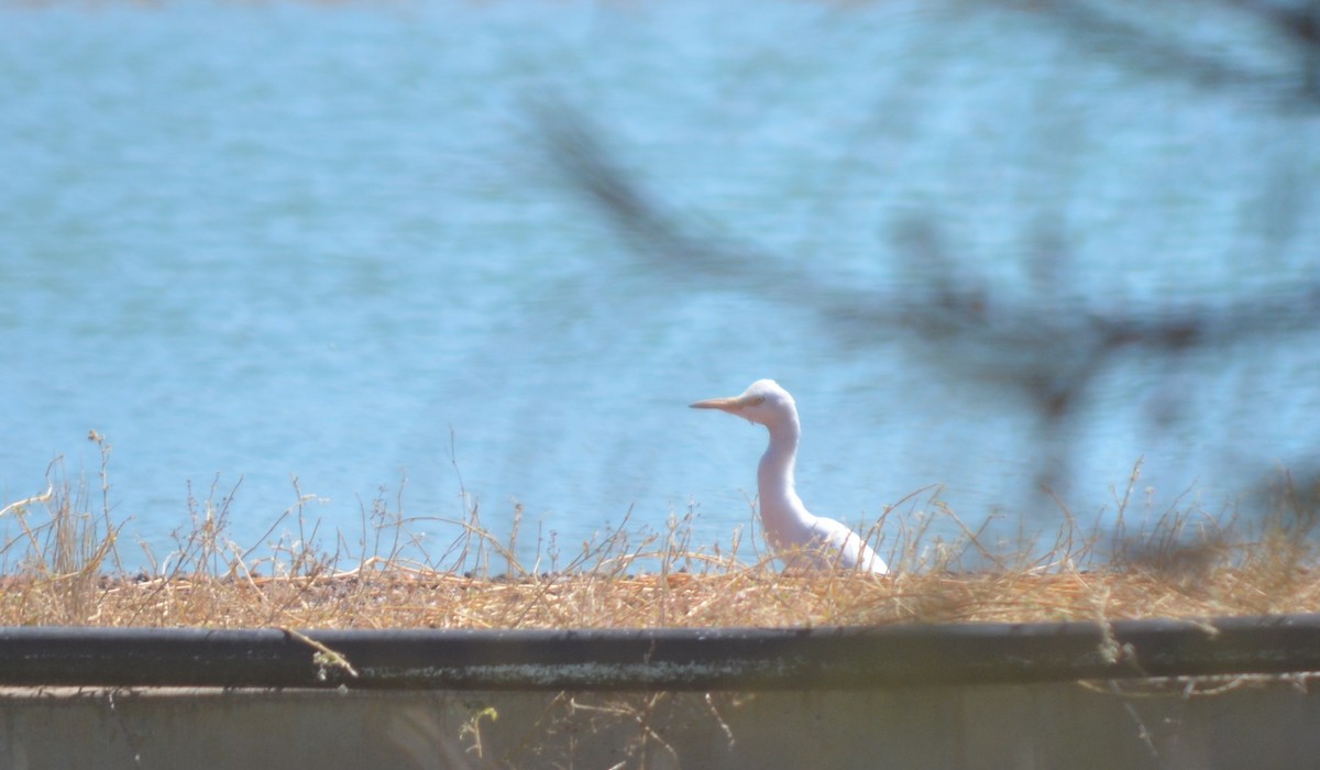 Eastern Cattle-Egret - ML95124901