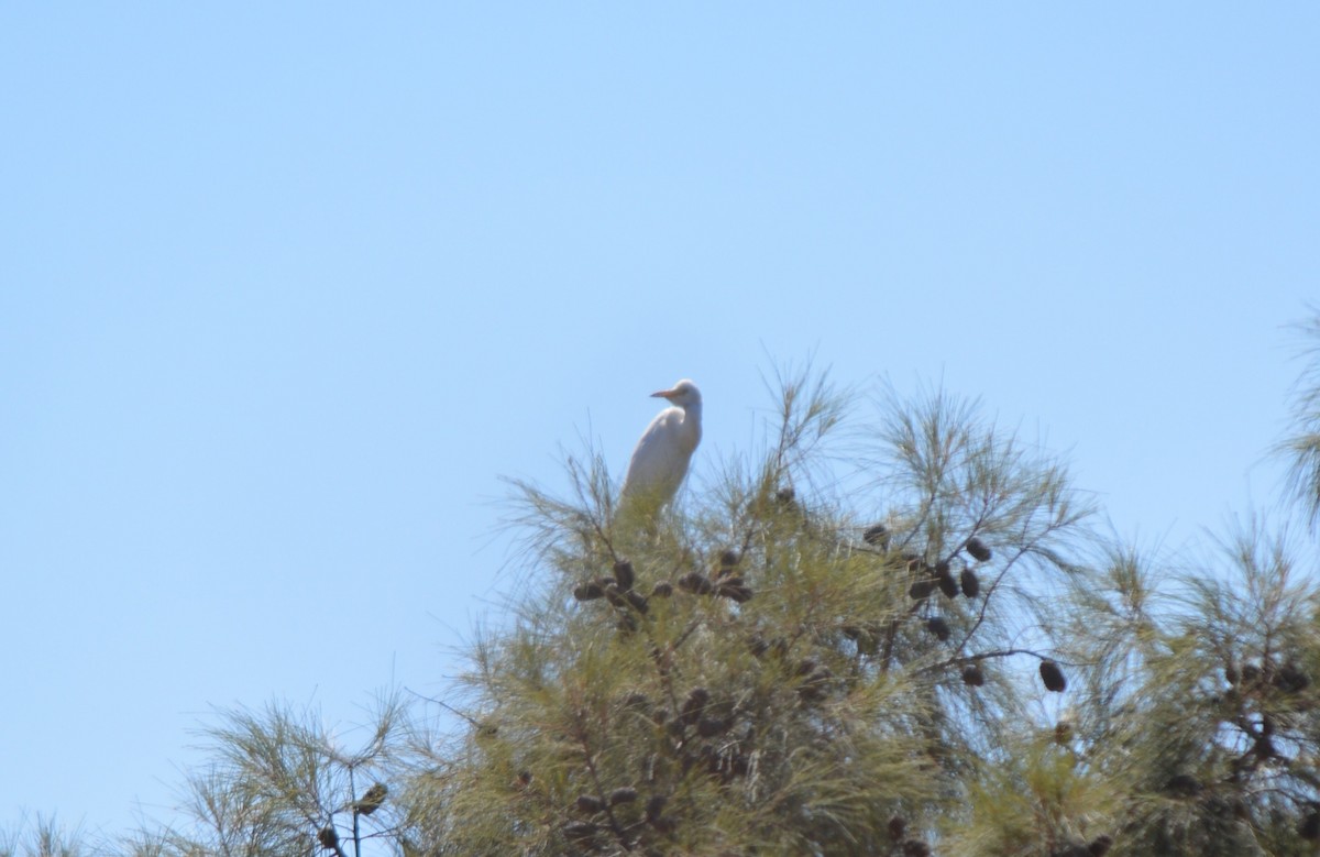 Eastern Cattle-Egret - ML95124911