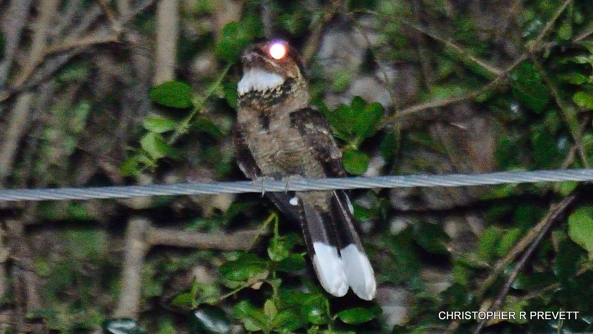 Jerdon's Nightjar - ML95125641