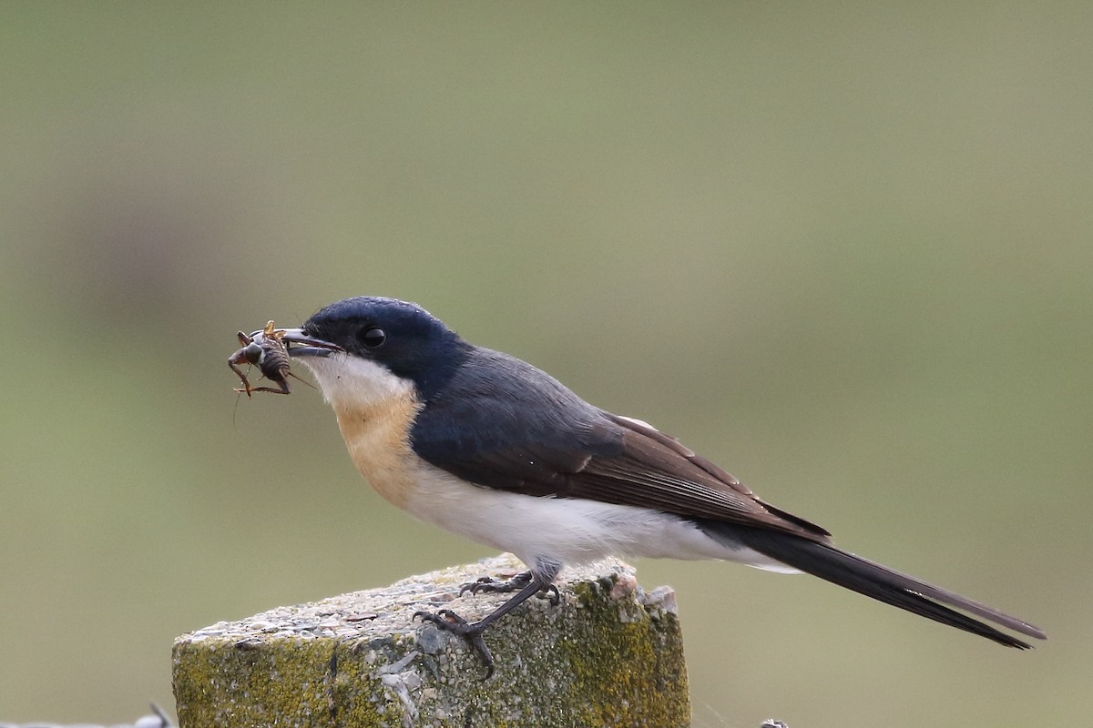 Restless Flycatcher - ML95125791