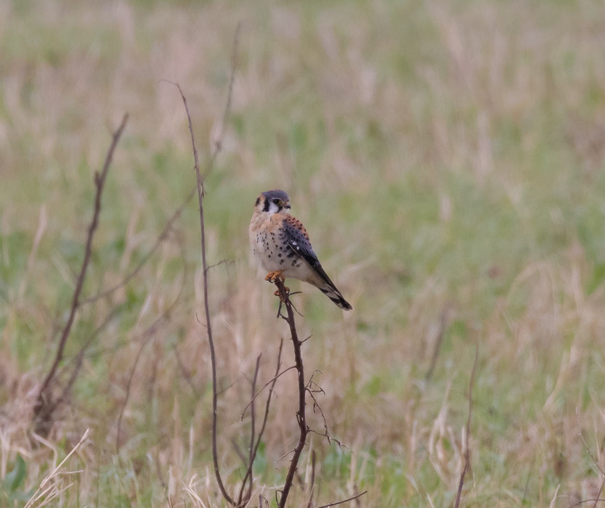 American Kestrel - Peter Quadarella