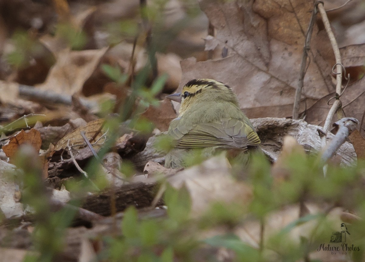 Paruline vermivore - ML95130961