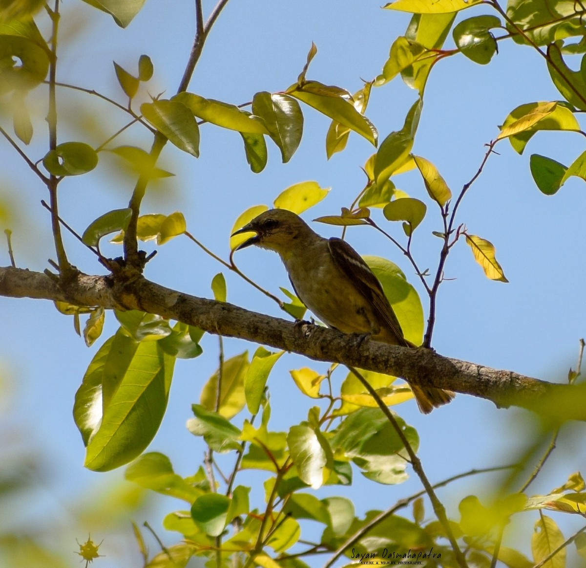 Yellow-throated Sparrow - Sayan Dasmahapatra