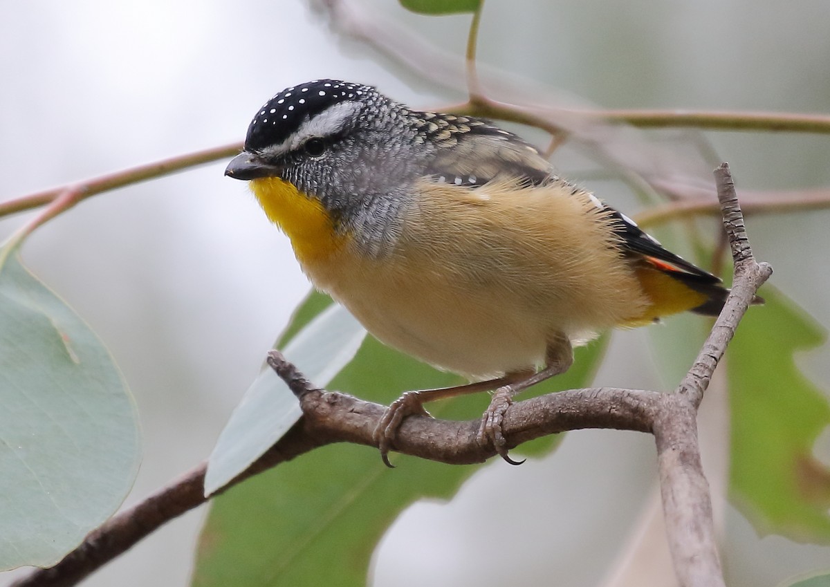 Spotted Pardalote - Michael Rutkowski