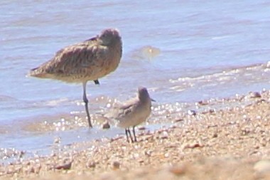 Far Eastern Curlew - ML95135631