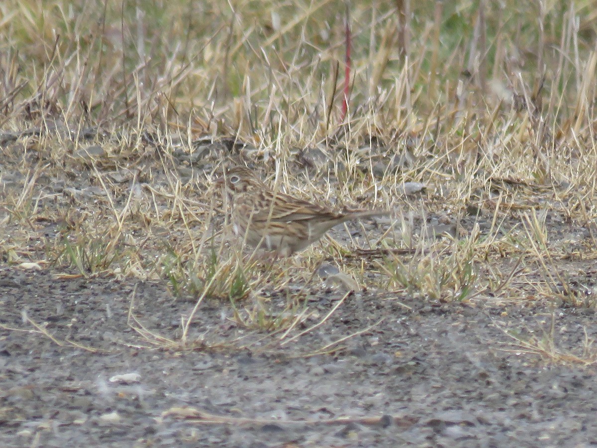 Vesper Sparrow - Diane Traina