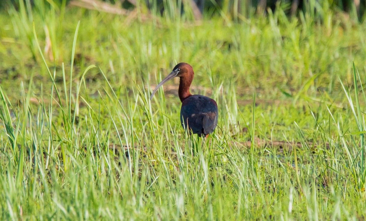 Glossy Ibis - ML95136451