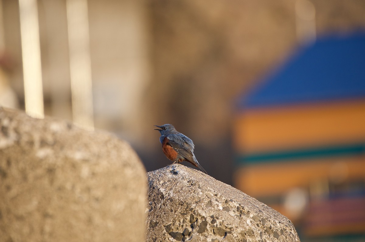 Blue Rock-Thrush - ML95136541