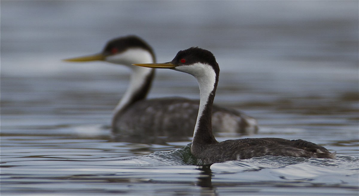 Western Grebe - ML95138811