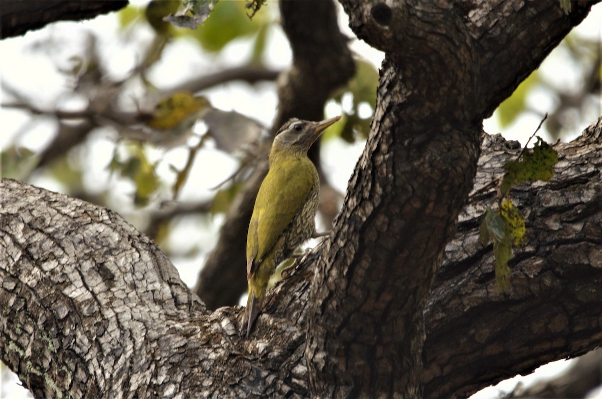 Streak-throated Woodpecker - Ameet Mandavia