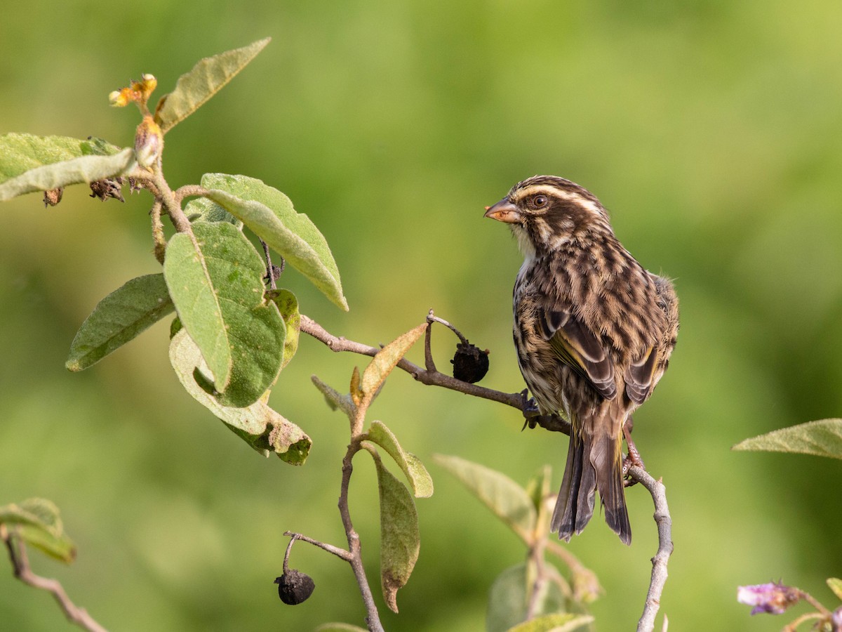 Streaky Seedeater - Kevin Vande Vusse