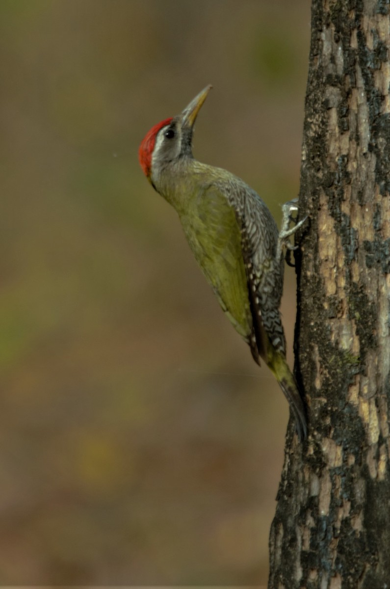 Streak-throated Woodpecker - Ameet Mandavia