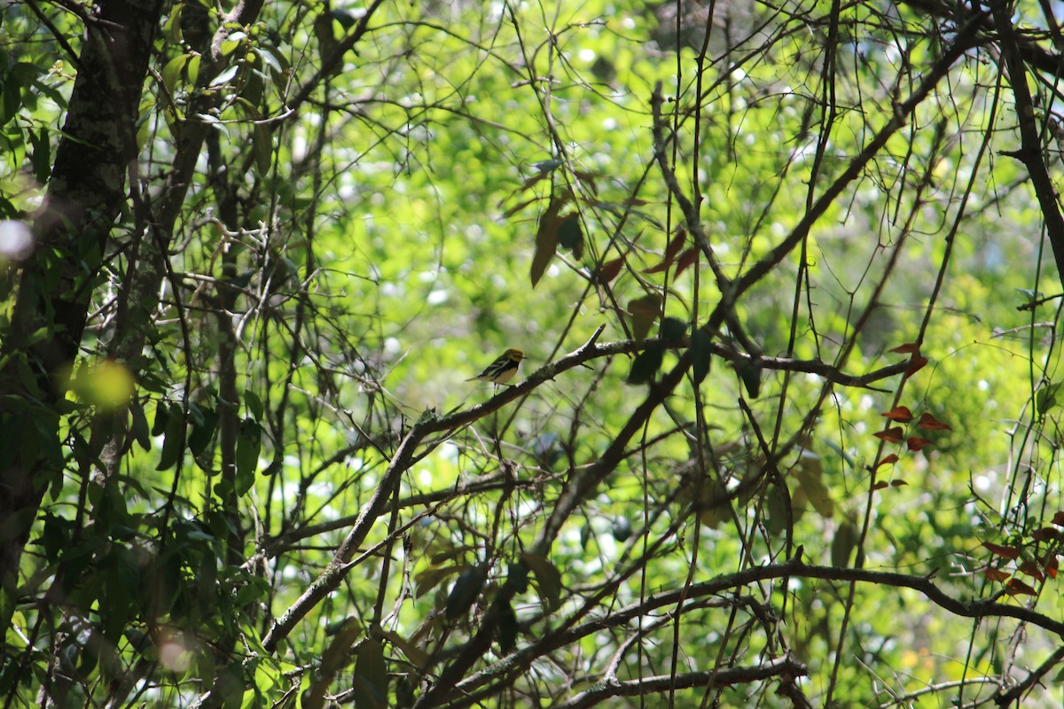 Black-throated Green Warbler - Nancee Cobb