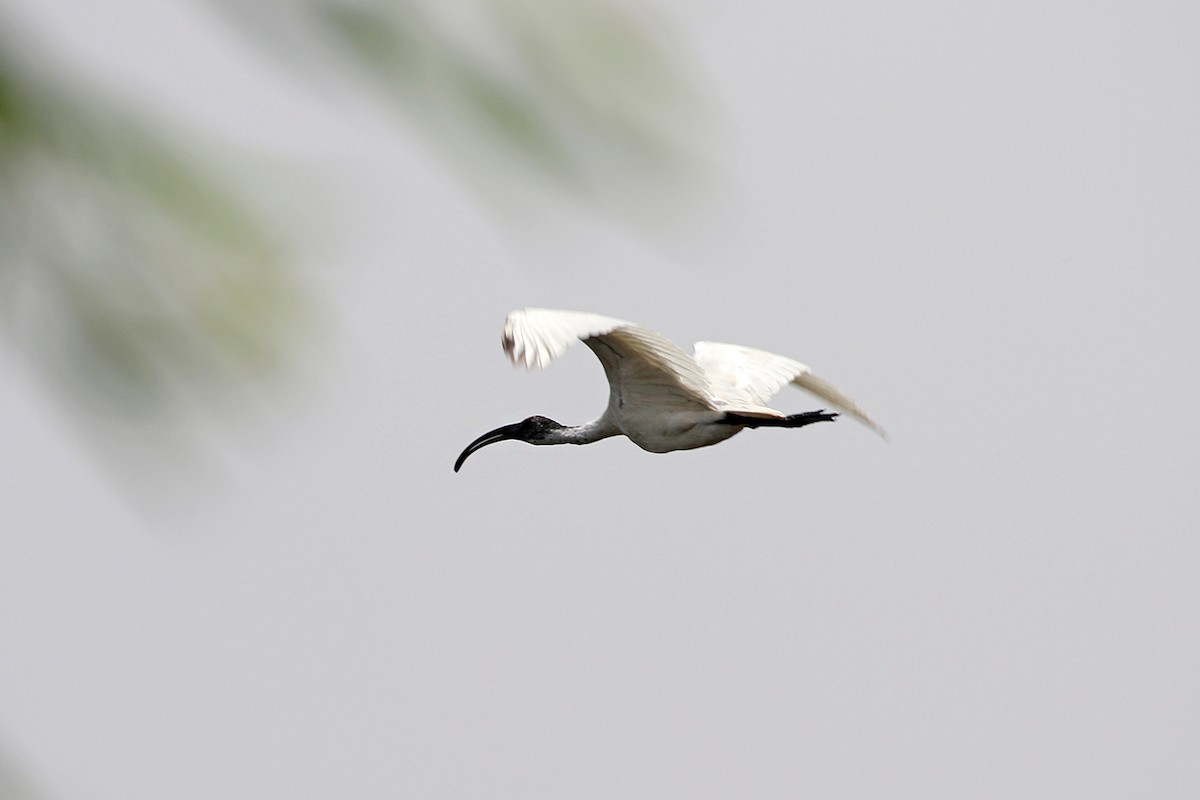 Ibis à tête noire - ML95146221