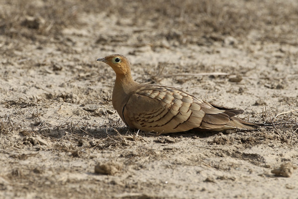 Chestnut-bellied Sandgrouse - Charley Hesse TROPICAL BIRDING