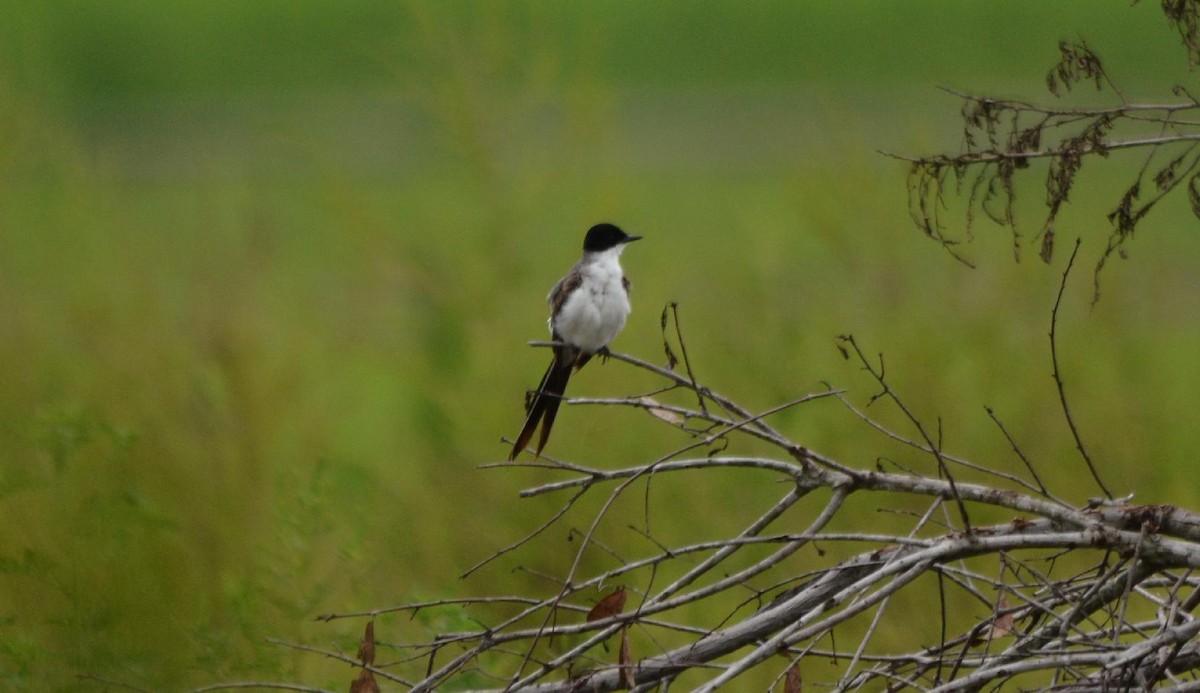 Fork-tailed Flycatcher - ML95147221