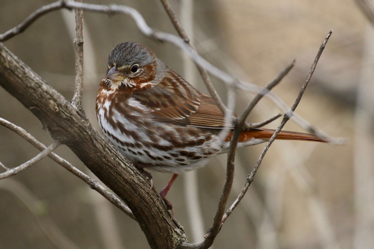 Fox Sparrow (Red) - ML95148971