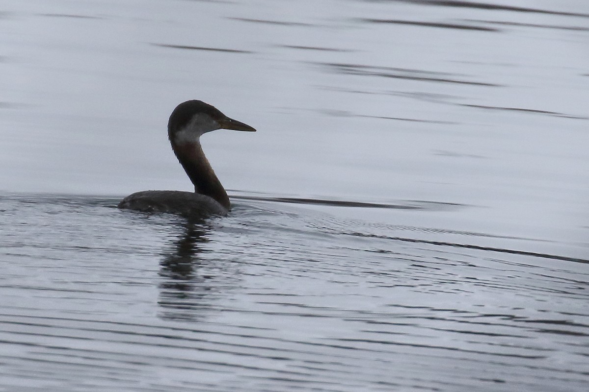 Red-necked Grebe - ML95149301