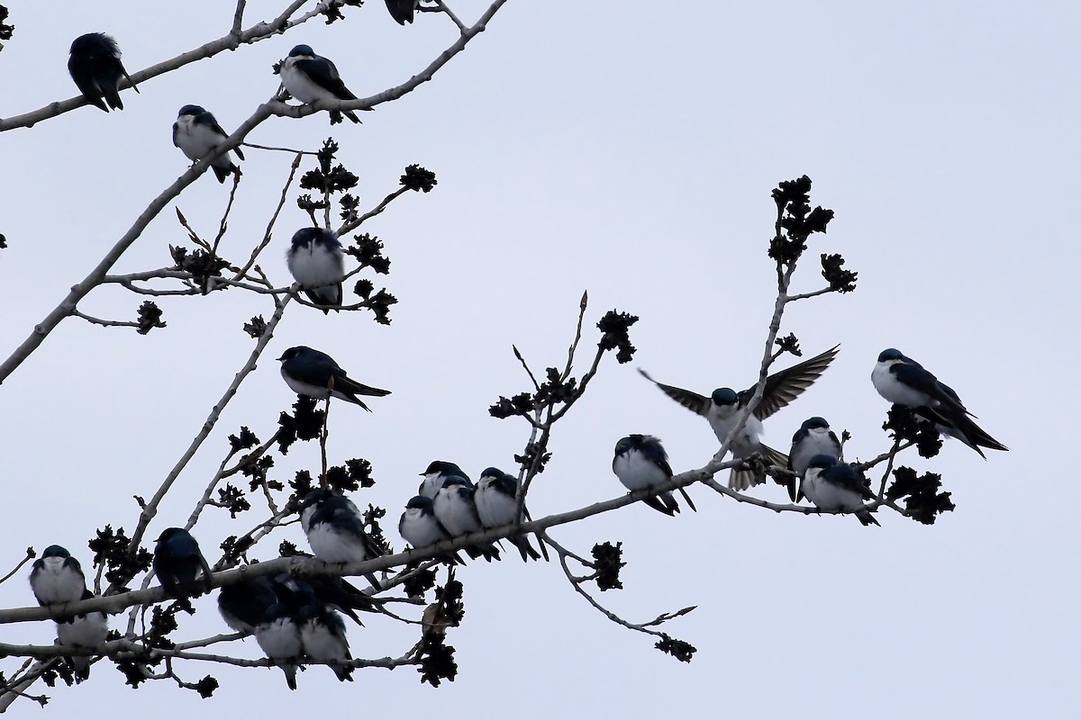 Tree Swallow - ML95149391