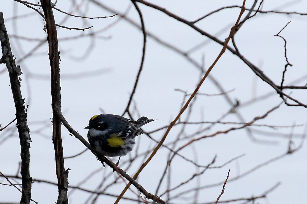 Yellow-rumped Warbler - Stan Lilley