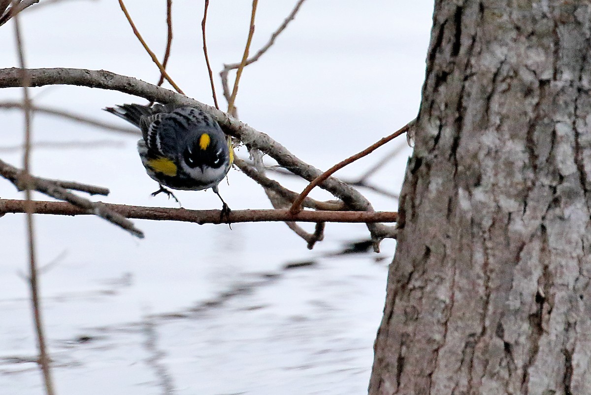 Yellow-rumped Warbler - ML95149411