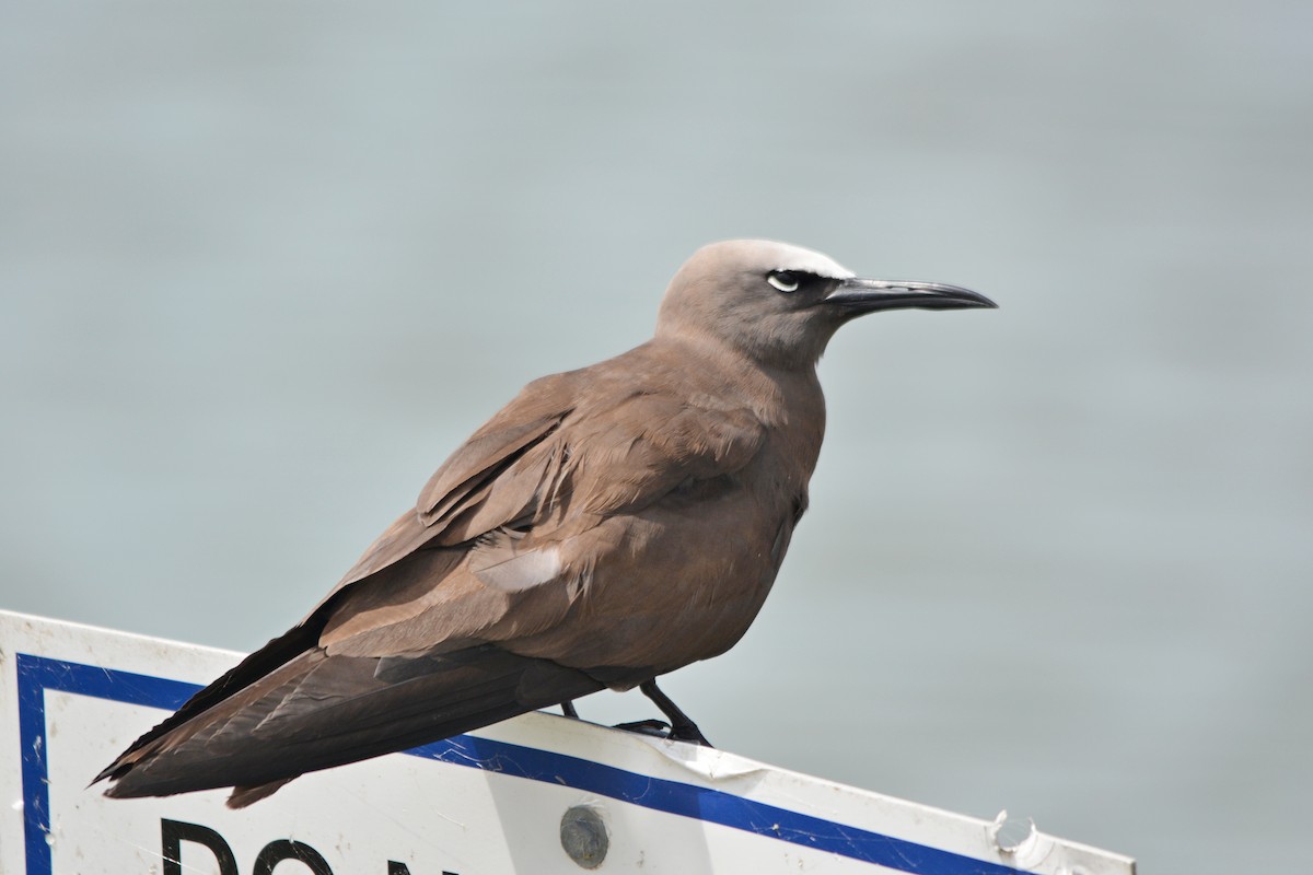 Brown Noddy - ML95150761