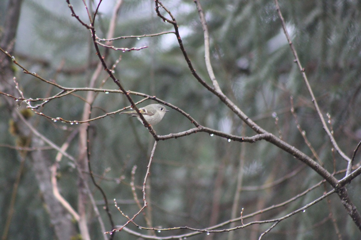 Ruby-crowned Kinglet - ML95151531