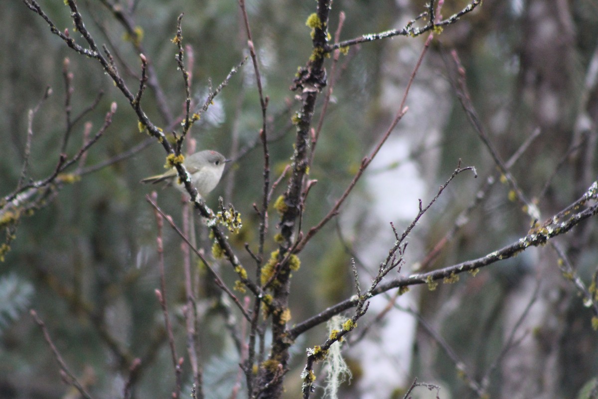 Ruby-crowned Kinglet - ML95151551