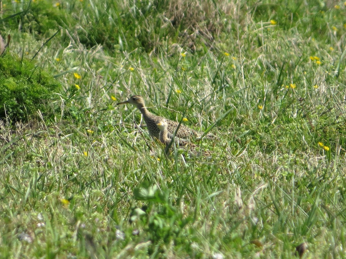 Upland Sandpiper - ML95154371