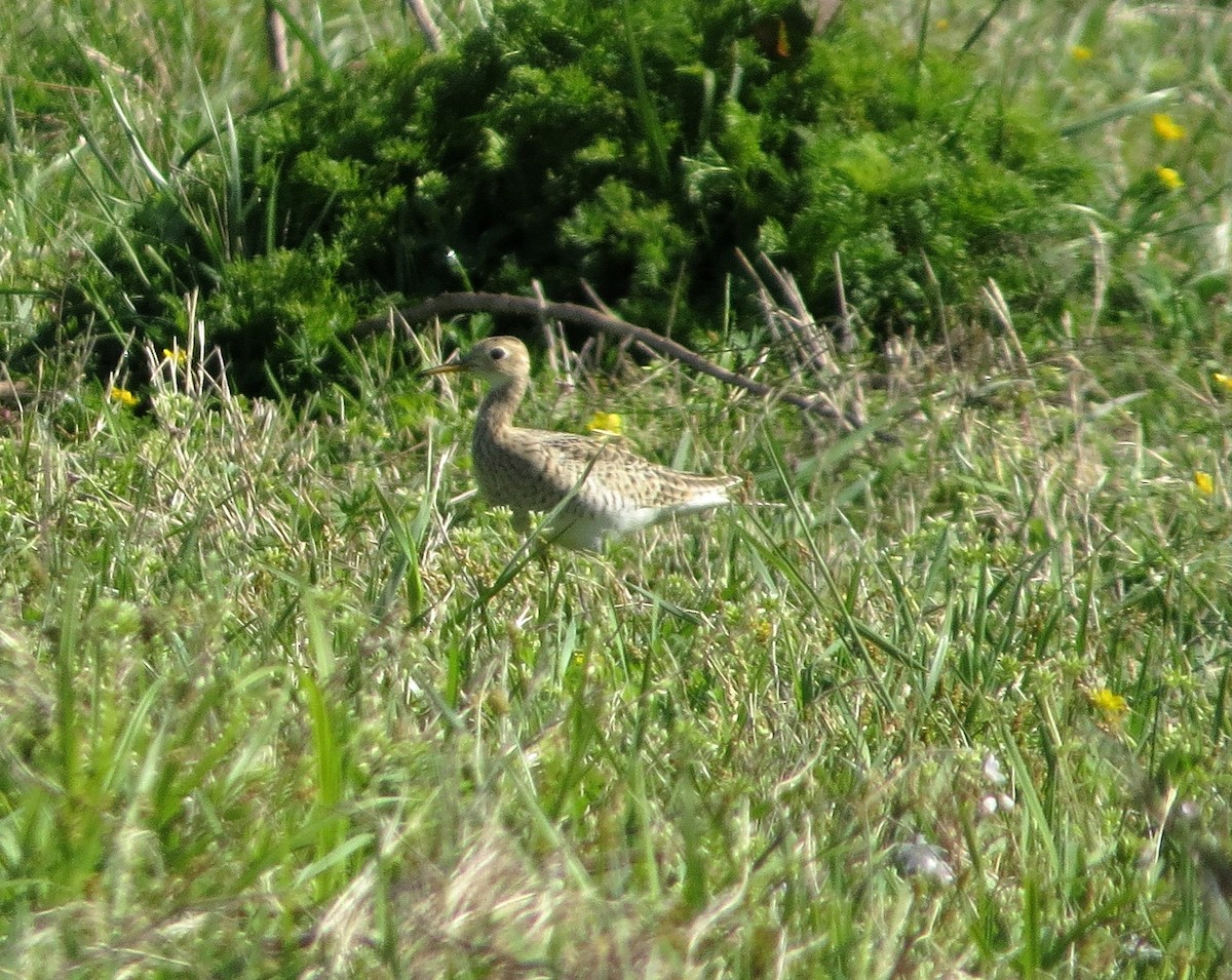 Upland Sandpiper - ML95154511